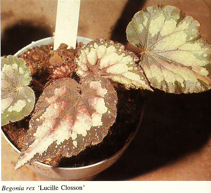 B. ‘Lucille Closson’